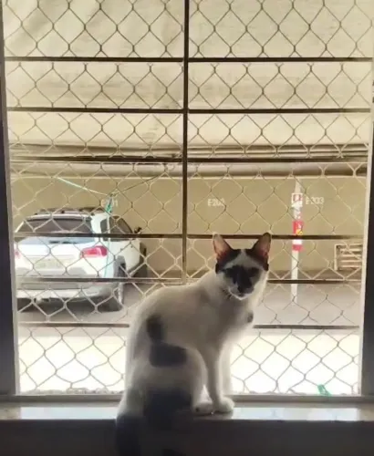 Gata Adulta.