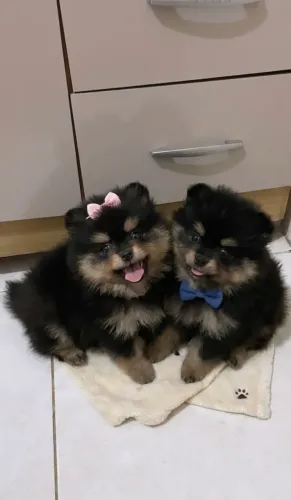 FILHOTES DE LULU DA POMERANIA 