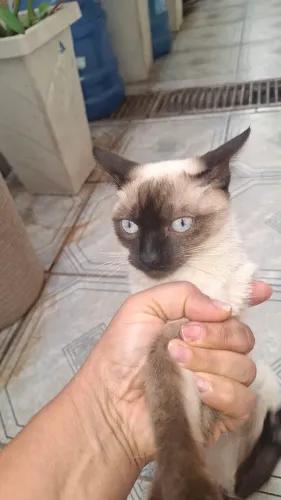 Linda Gatinha Siamês olhos azuis