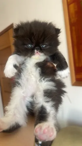 Gato Persa Top Show?