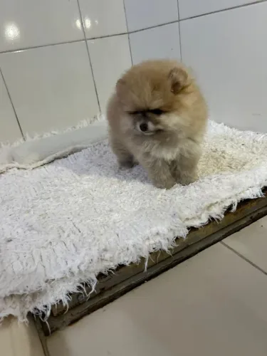 Spitz alemão anão