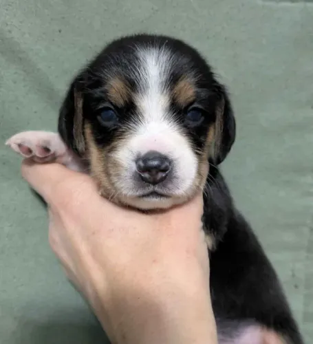 Filhotes de Beagle | Filhotes sempre sorrindo!