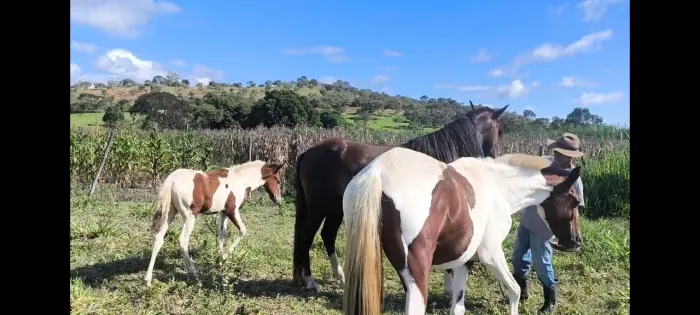 Potra e potro, cavalo mangalarga Marchador. 