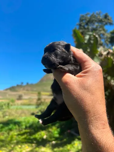 Lulu da Pomerânia