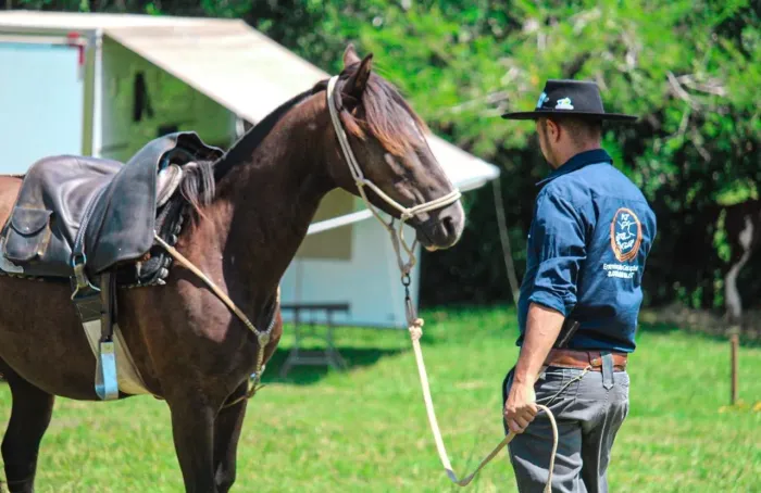 Cavalo Picasso Registrado 