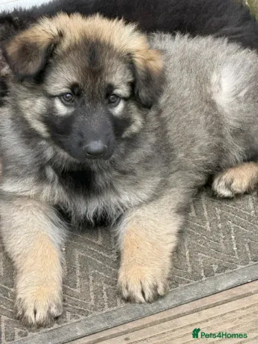 Cãozinho Pastor Alemão muito inteligente e ideal para guarda ativa dócil