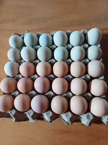 Ovos de galinha gsb 
