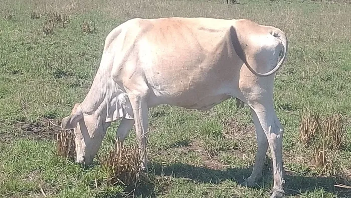 Vendo vaca mestiça indo para 2 cria