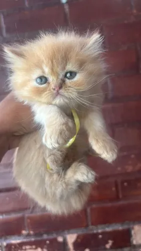 Gato Persa Filhote Lindos, muito Carinhosos e Amigos