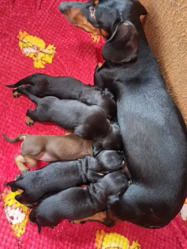 Salsichinha filhotes
