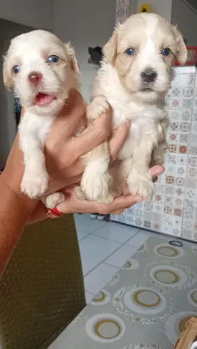 Poodles Toys ,fêmea e macho.
