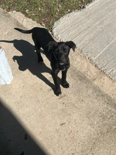 Doa - se cachorro