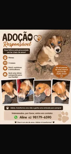 Cachorrinha