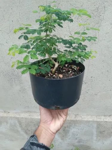 Bonsai Pitheco