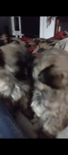 Filhotes shitzu
