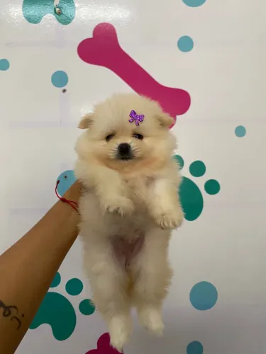 Spitz alemão