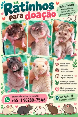 Rato twister doação