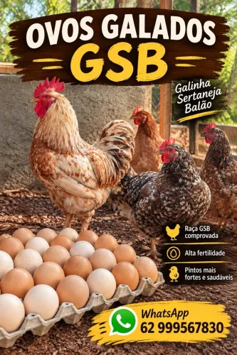 Ovos galados Galinha Sertanejo Balão