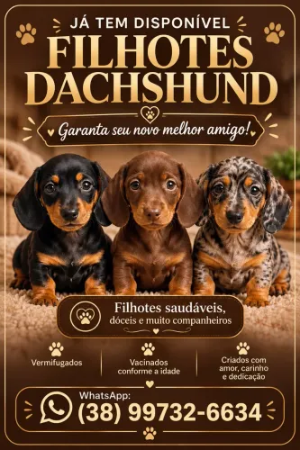 Filhote de Dachshund