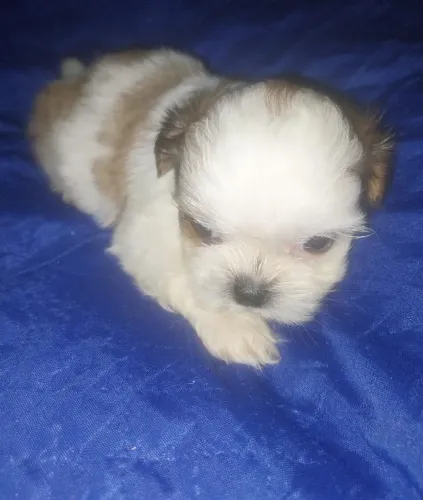 Lhasa Apso Filhotes Super Desejados.