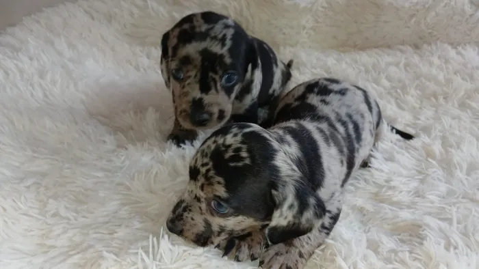 Dachshund, salsichinha arlequim 