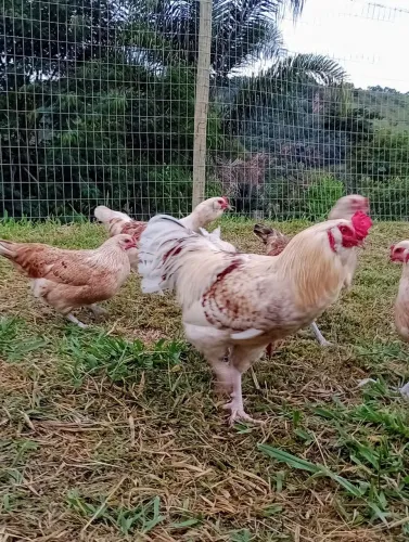 Poedeiras de ovos verdes 