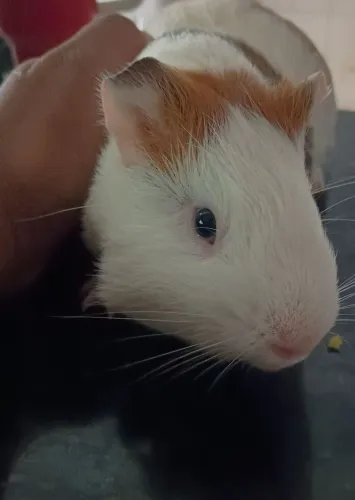 Porquinho da índia raça inglesa