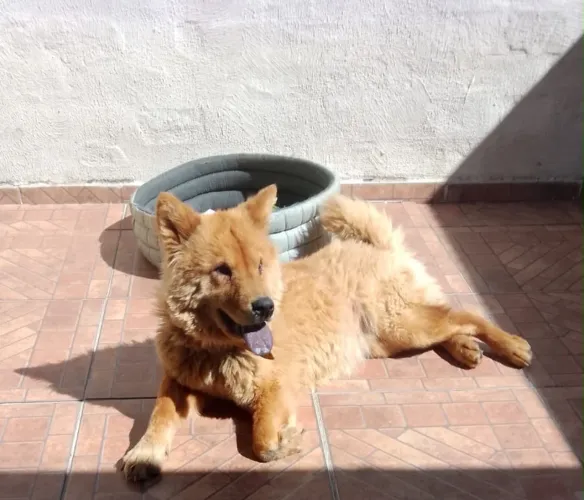Chow chow  fêmea adoção 