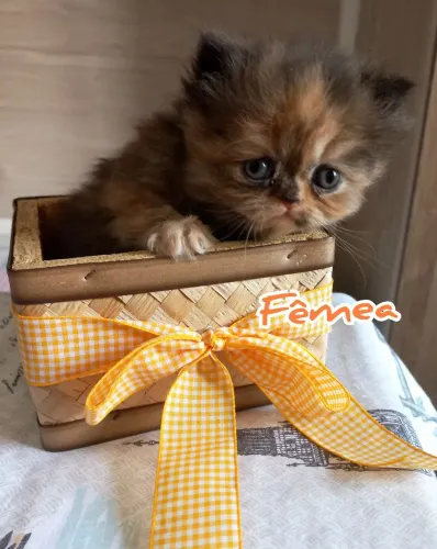 Gatinhos Persas Filhotes 