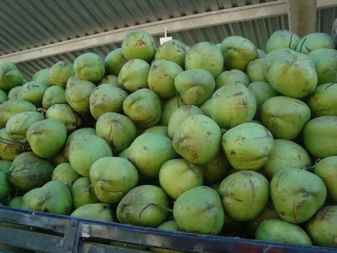COCO VERDE NO ATACADO FAZEMOS ENTREGA CHAMA NO WHATS
