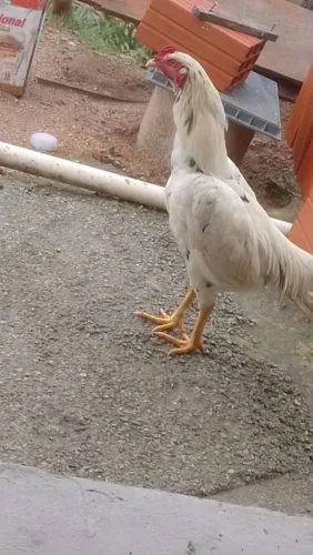 Galinha galo índio frangos