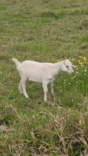 Cabra