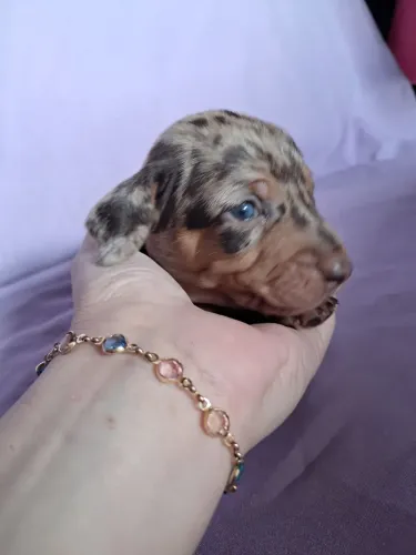 Dachshund 