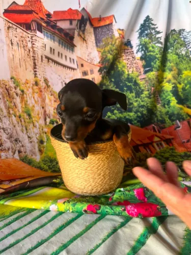 Pinscher Zero filhotes