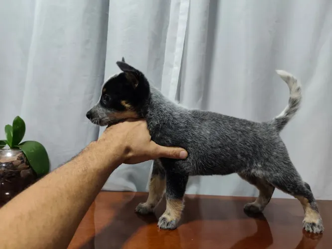Vende-se cachorro boiadeiro australiano blue heeler fêmea filhote
