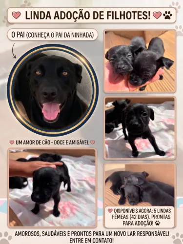 5 Filhotes Fêmeas de Cachorro para Adoção Responsável