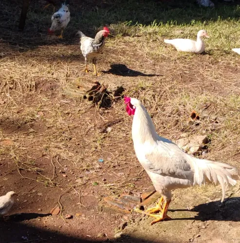 Frangos a venda ou troca 