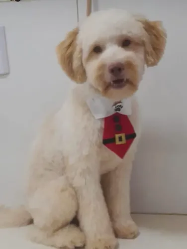 Vende-se um cachorro da raça poodle  por 450