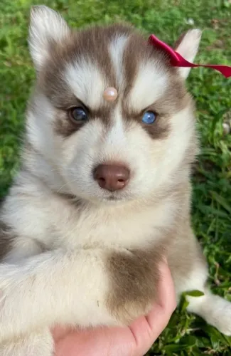 Husky Siberiano,Husky Siberiano Filhote Amoroso com Beleza Marcante e Energia