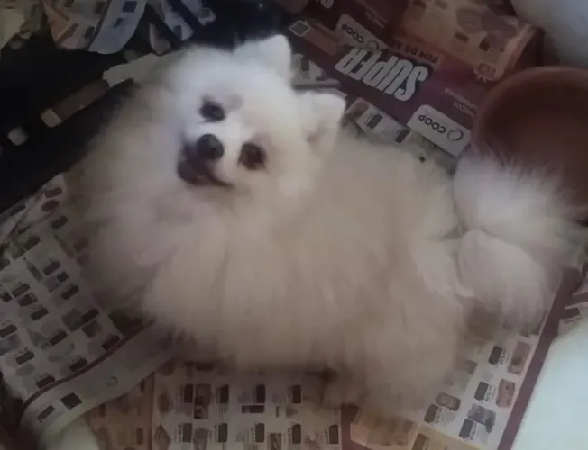 Spitz alemão top