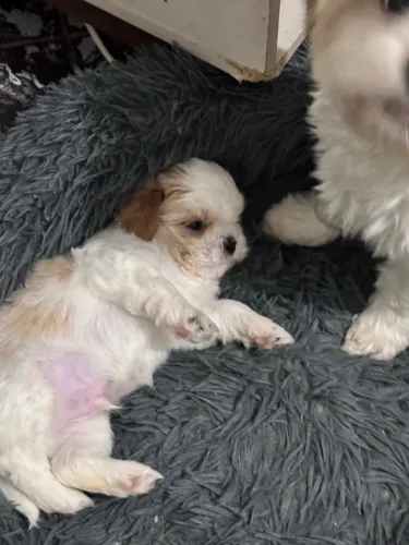 Filhote de shih tzu