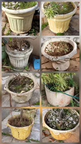 Vasos de plantas somente com terra 
