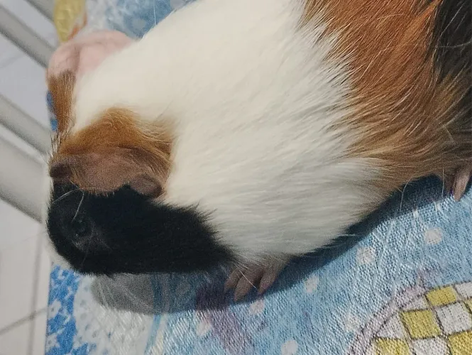 Porquinho da índia macho 