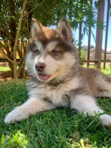 Husky siberiano filhote