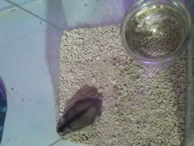 Hamster anão russo