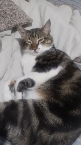 Gato macho castrado 1 ano de idade