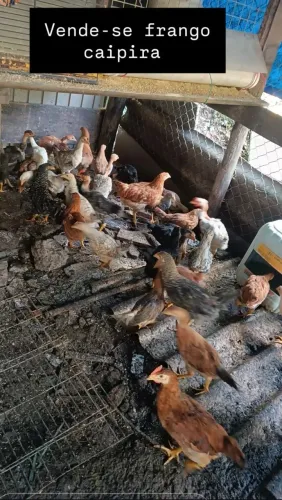 Frango caipira