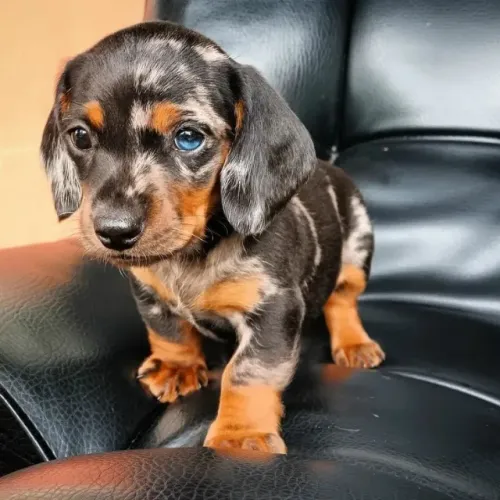 Dachshund Transforma Rotinas Em Belas Histórias