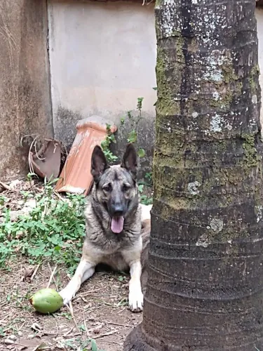 Cachorro Pastor Alemão