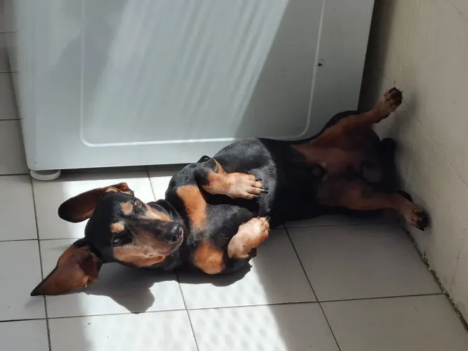 Dachshund 6 anos (salsicha)